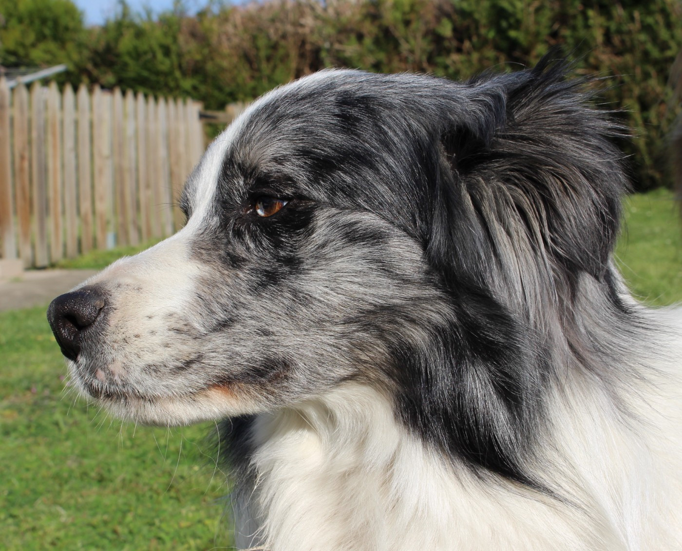 sacré Falco des collines de sagnes
