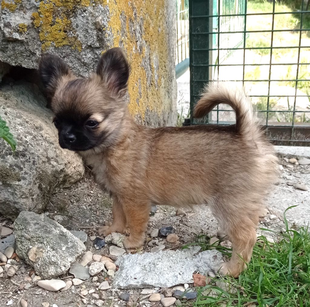 chihuahuas chez une amie