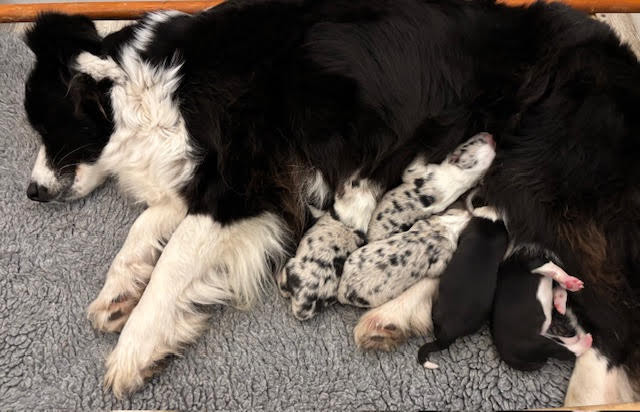 Chiot Border Collie Du Domaine De Virginyamael