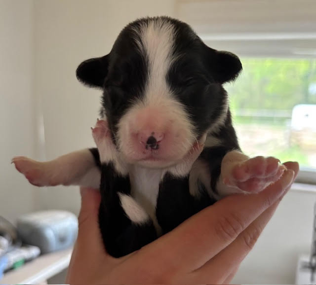 Du Domaine De Virginyamael - Chiots disponibles - Border Collie