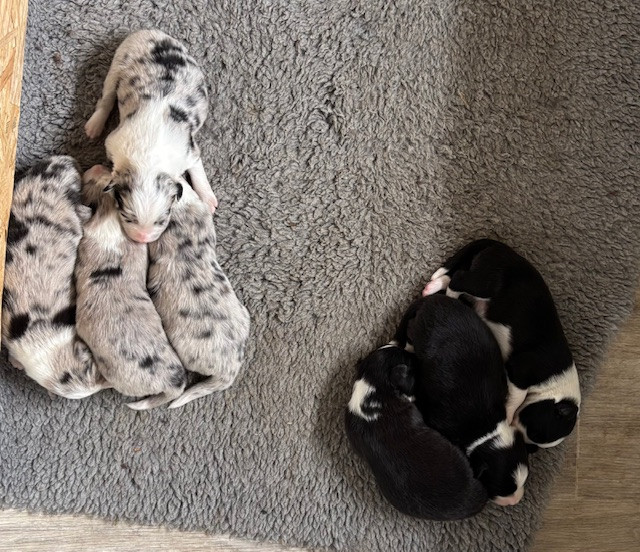 Du Domaine De Virginyamael - Chiots disponibles - Border Collie