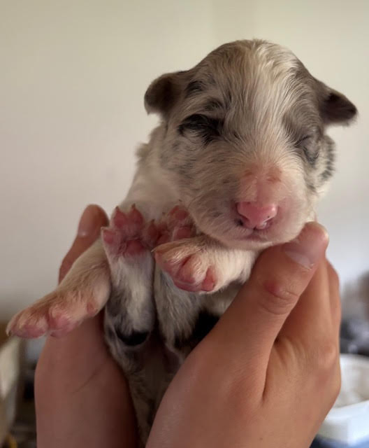 Du Domaine De Virginyamael - Chiots disponibles - Border Collie