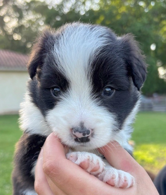 Du Domaine De Virginyamael - Chiots disponibles - Border Collie
