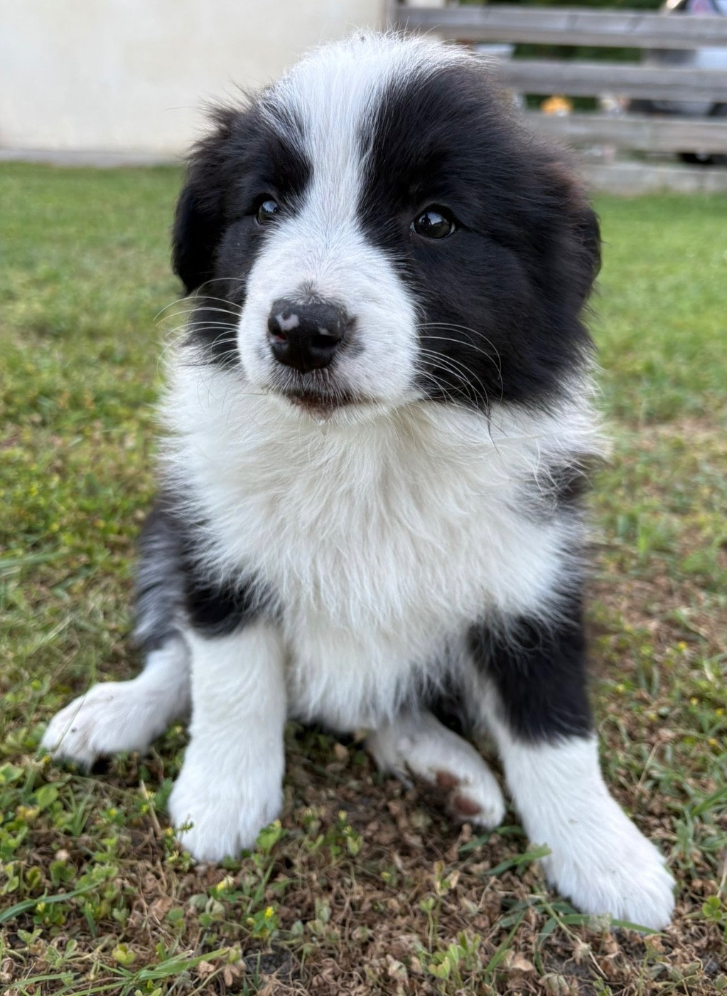 Du Domaine De Virginyamael - Chiots disponibles - Border Collie