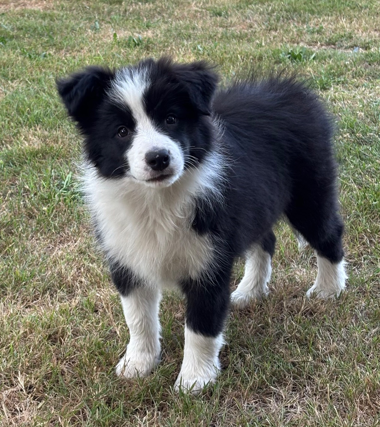 Du Domaine De Virginyamael - Chiots disponibles - Border Collie